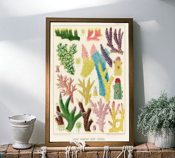 Vintage Illustration Wall Art - Great Barrier Reef Coral, Plate IX